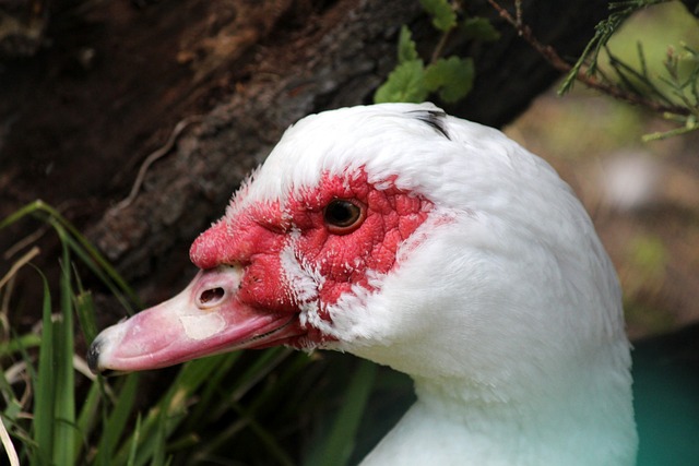 放弃高额薪 放弃高额薪